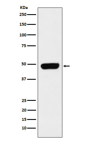 Anti-Pannexin 1 Rabbit Monoclonal Antibody