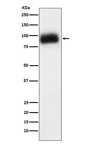 Anti-ADAM15 Rabbit Monoclonal Antibody