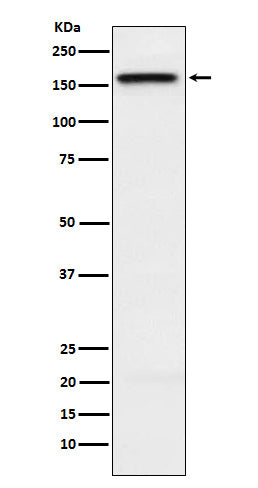 Anti-KIF4A Rabbit Monoclonal Antibody