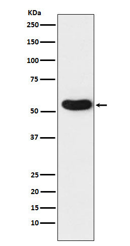Anti-Nicotinic Acetylcholine Receptor alpha 5 Rabbit Monoclonal Antibody