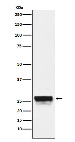 Anti-CTRL Rabbit Monoclonal Antibody