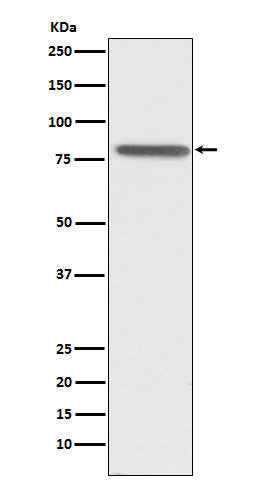 Anti-PSAP Rabbit Monoclonal Antibody