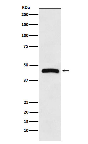 Anti-HRH3 Rabbit Monoclonal Antibody