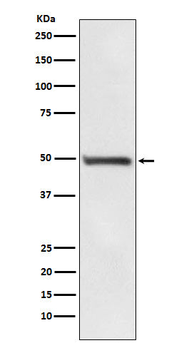 Anti-Rad52 Rabbit Monoclonal Antibody