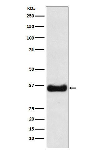 Anti-Olig1 Rabbit Monoclonal Antibody