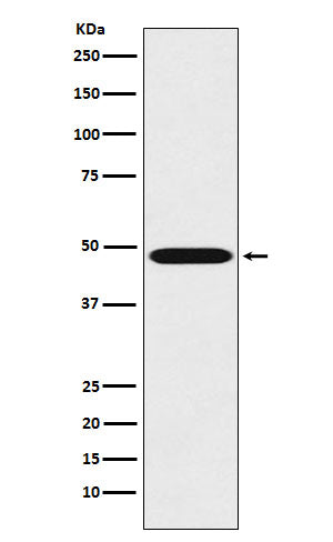 Anti-Renin Rabbit Monoclonal Antibody
