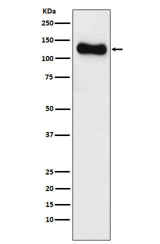 Anti-SAP97 Rabbit Monoclonal Antibody