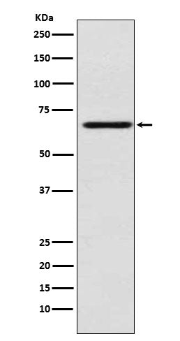 Anti-MADCAM1 Rabbit Monoclonal Antibody