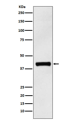 Anti-IL-12 beta Rabbit Monoclonal Antibody