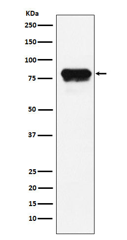 Anti-PLTP Rabbit Monoclonal Antibody