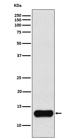 Anti-Cystatin A Rabbit Monoclonal Antibody