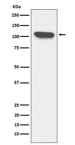 Anti-ERAP1 Rabbit Monoclonal Antibody