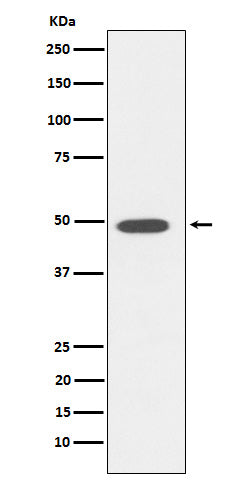 Anti-DP1 Rabbit Monoclonal Antibody