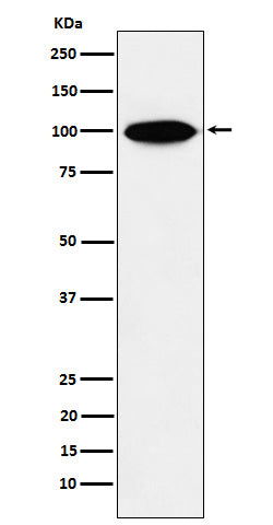 Anti-KIFAP3 Rabbit Monoclonal Antibody