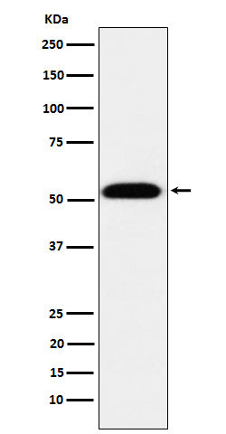 Anti-Transcriptional Enhancer Factor TEF 1 Rabbit Monoclonal Antibody