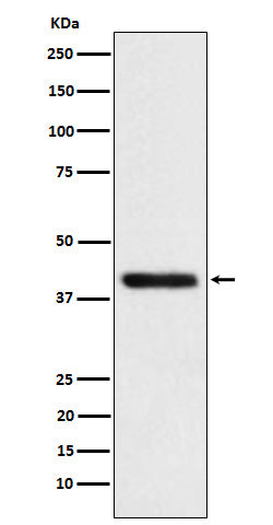 Anti-Tropomodulin 2 Rabbit Monoclonal Antibody