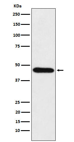 Anti-CDC123 Rabbit Monoclonal Antibody