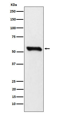 Anti-Lipoamide Dehydrogenase Rabbit Monoclonal Antibody