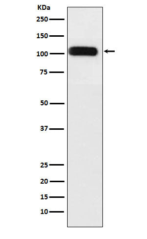 Anti-SERCA1 ATPase Rabbit Monoclonal Antibody