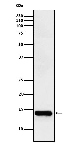 Anti-FABP2 Rabbit Monoclonal Antibody