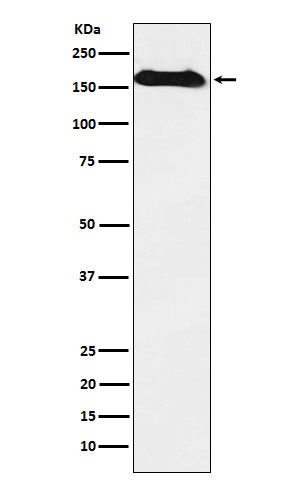 Anti-NAIP Rabbit Monoclonal Antibody
