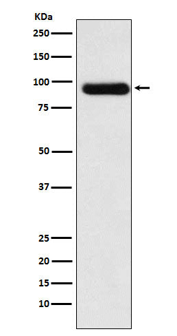 Anti-Activin Receptor Type IIA Rabbit Monoclonal Antibody