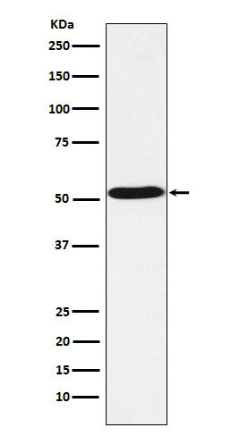 Anti-HTR7 Rabbit Monoclonal Antibody