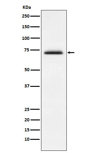 Anti-FXR1 Rabbit Monoclonal Antibody