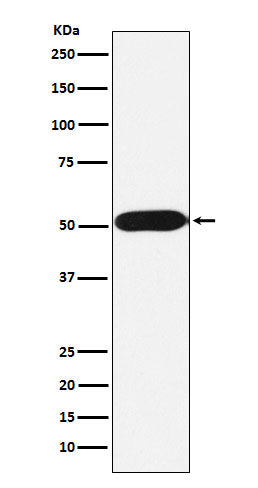 Anti-FKBP38 Rabbit Monoclonal Antibody
