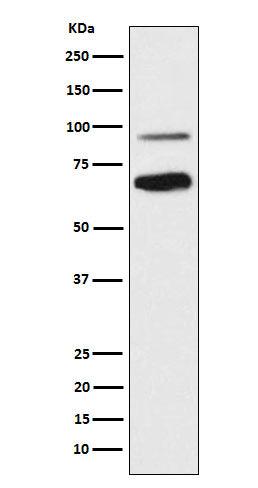 Anti-Transcription Factor 4 Rabbit Monoclonal Antibody