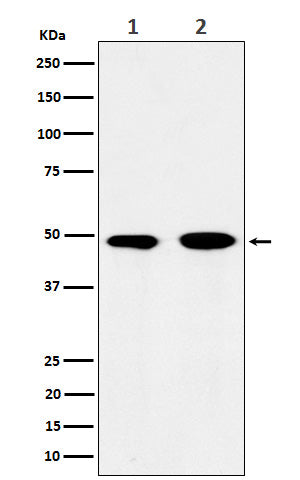 Anti-eIF3E Rabbit Monoclonal Antibody