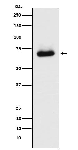 Anti-SPAK Rabbit Monoclonal Antibody