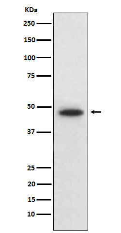 Anti-Wnt5b Rabbit Monoclonal Antibody