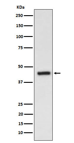Anti-EDG3 Rabbit Monoclonal Antibody