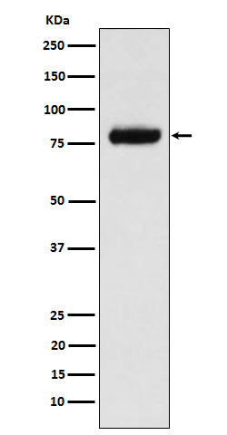 Anti-Phospholipase A2 Activator Protein Rabbit Monoclonal Antibody
