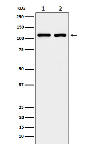 Anti-eIF3B Rabbit Monoclonal Antibody