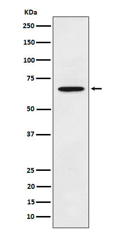 Anti-Extracellular Matrix Protein 1 Rabbit Monoclonal Antibody