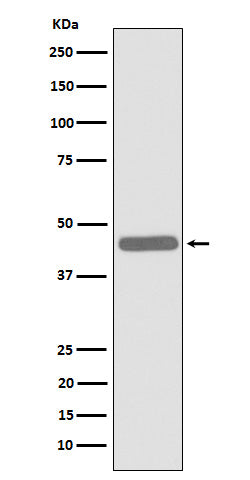 Anti-ALKBH1 Rabbit Monoclonal Antibody