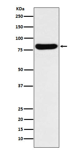 Anti-beta Glucuronidase Rabbit Monoclonal Antibody