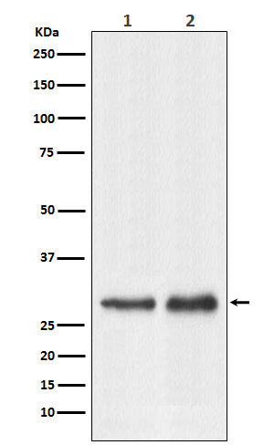Anti-RPL7A Rabbit Monoclonal Antibody