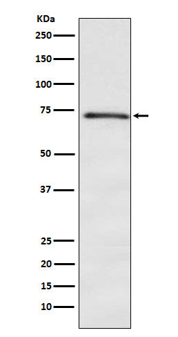 Anti-DOK1 Rabbit Monoclonal Antibody