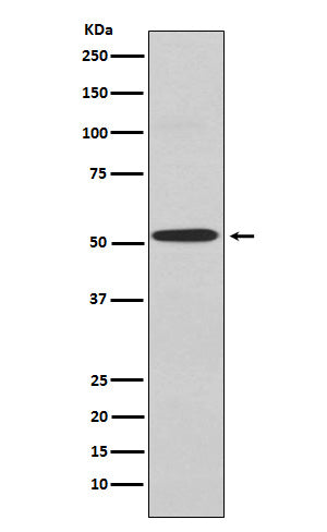 Anti-Kir2.1 Rabbit Monoclonal Antibody