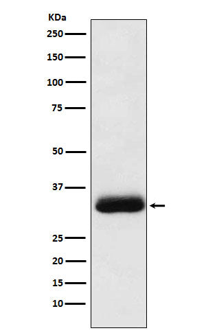 Anti-SNAP alpha Rabbit Monoclonal Antibody