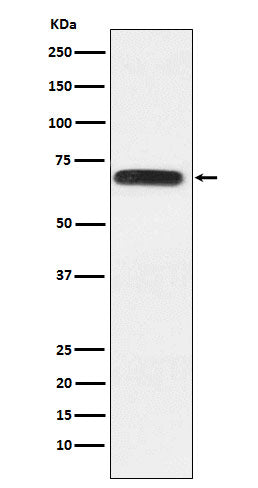 Anti-RACGAP1 Rabbit Monoclonal Antibody
