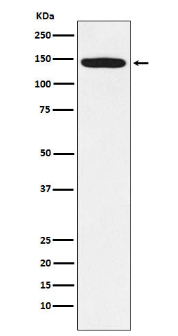 Anti-Tat SF1 Rabbit Monoclonal Antibody