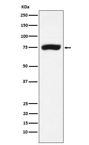 Anti-XPD Rabbit Monoclonal Antibody