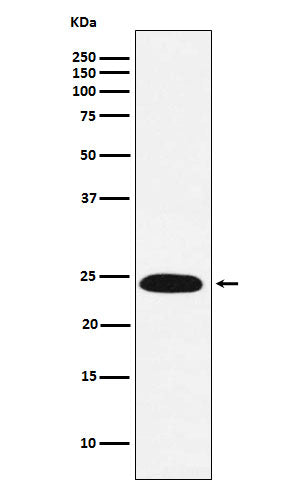 Anti-VPS28 Rabbit Monoclonal Antibody