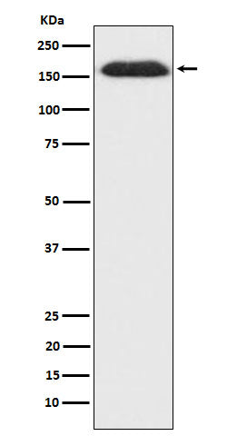 Anti-SPT5 Rabbit Monoclonal Antibody