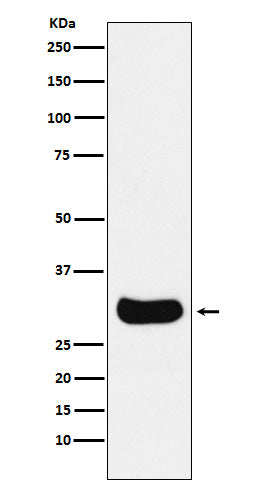 Anti-Gemin 2  Rabbit Monoclonal Antibody