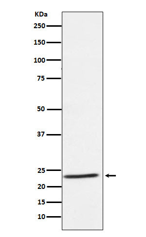 Anti-IL-32 Rabbit Monoclonal Antibody
